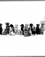 Dogs daycare